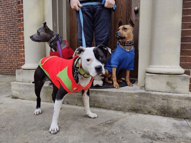 Dog Rescued from NY Dogfighting Ring Finds Forever Home in Kentucky - Vimarsana News