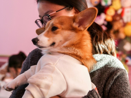 This photo taken on December 18, 2018 shows a customer holding a corgi at the Hello Corgi Cafe in Shanghai. - Welcome to Hello Corgi Cafe, the latest coffee shop in China populated with pets that clients can caress while drinking coffee or tea. (Photo by STR / AFP)