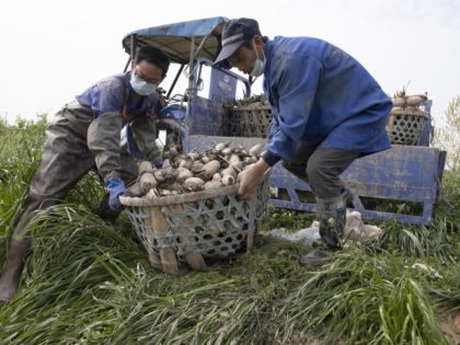 In this April 6, 2020, photo, Jiang Yuewu, right, prepares to replant his crop of aquatic tubers known as lotus roots in the Huangpi district of Wuhan in central China's Hubei province. Stuck in the same bind as many other Chinese farmers whose crops are rotting in their fields, Jiang …