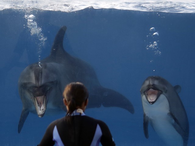 Viral Video: Dolphin attacks Florida trainer during Miami Seaquarium show