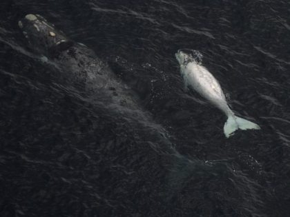 A Franca Austral whale (Southern Right Whale) and her white calf swim in the New Gulf near Puerto Piramides at Peninsula Valdes, Patagonian province of Chubut, Argentina, on September 30, 2015. Thousands of southern right whales come every year to Peninsula Valdes to complete their reproductive cycle.