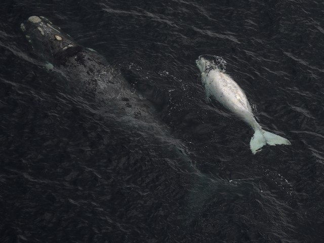 A Franca Austral whale (Southern Right Whale) and her white calf swim in the New Gulf near