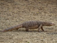 Indian Police Arrest 4 Men for 'Gang Raping' Bengal Monitor Lizard