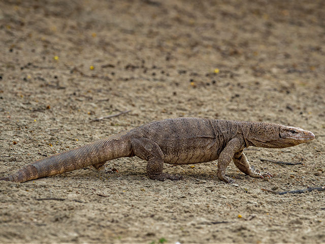 monitor lizard or bengal monitor or common indian monitor or varanus bengalensis full length portrait in outdoor wildlife safari at forest of central india