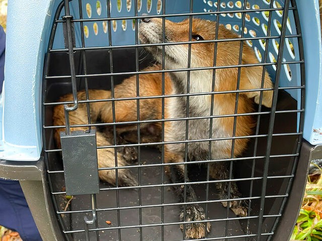 In his image provided by U.S. Capitol Police, a fox looks out from a cage after being capt