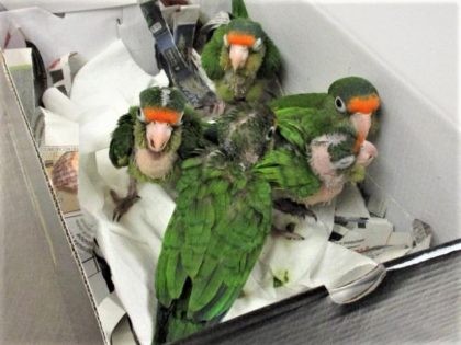 Five parrots found in a shoebox at the Paso Del Norte border crossing. (U.S. Customs and Border Protection/El Paso)