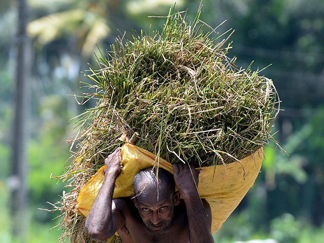 A farmer carries harvested paddy on his head at a field in Kalutara on the outskirts of Co