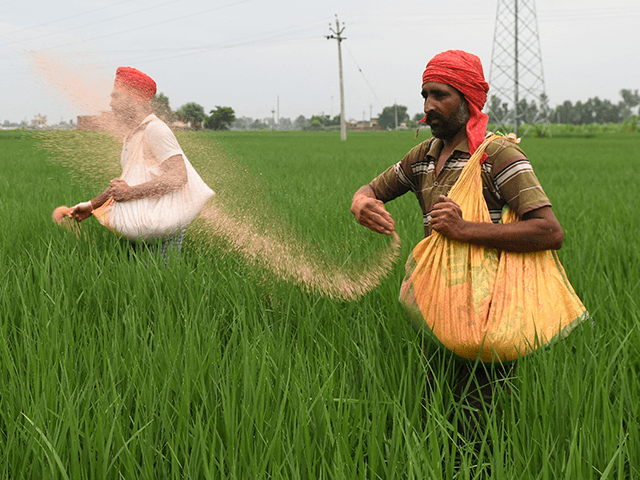 Farmers throws fertiliser in a paddy field at Miyadi Kalan village, some 35 km from Amritsar on August 6, 2021. (Photo by NARINDER NANU / AFP) (Photo by NARINDER NANU/AFP via Getty Images)