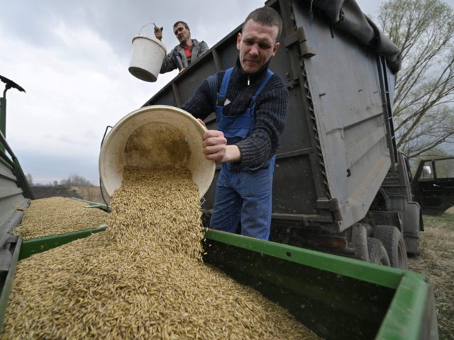 Farmers load oat in the seeding-machine to sow in a field east of Kyiv on April 16, 2022. - Russia invaded Ukraine on February 24, 2022. (Photo by Genya SAVILOV / AFP) (Photo by GENYA SAVILOV/AFP via Getty Images)
