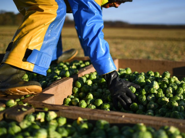 DUNBAR, SCOTLAND - NOVEMBER 25: Workers at East Lothian produce harvest a field of sprouts they are growing for Christmas on November 25, 2020 in Dunbar, Scotland. Brussels Sprouts are the farm's main vegetable crop raising over 210 hectares' worth of sprouts each year, they plant between April and May, …