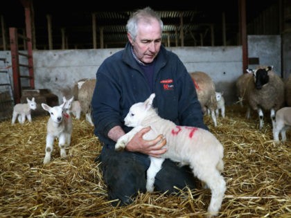 BRECON, WALES - MARCH 02: Farmer Dai Brute checks new-born lambs on Gwndwnwal Farm during
