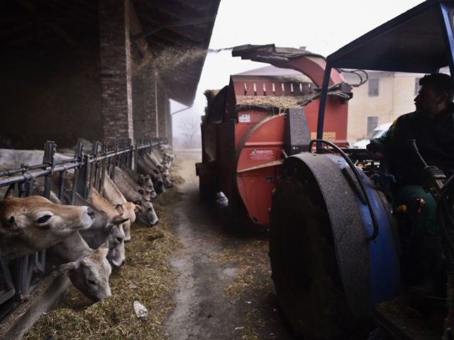 Italian farmer Loris Martini takes care his cows in a farm of Villafalletto, near Cuneo, northwestern Italy, on January 26, 2018. / AFP PHOTO / MARCO BERTORELLO (Photo credit should read MARCO BERTORELLO/AFP via Getty Images)