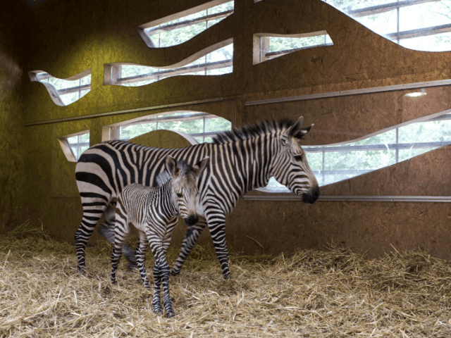 LYON, FRANCE - OCTOBER 31: A newborn Hartmann's Mountain zebra with his mother in the