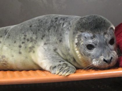 A young harbor seal pup rests at the Riverhead Foundation for Marine Research and Preservation in Riverhead, N.Y., on Tuesday, June 4, 2013. The pup, which is only days old, was rescued at Atlantic Beach, N.Y., by personnel from the foundation.