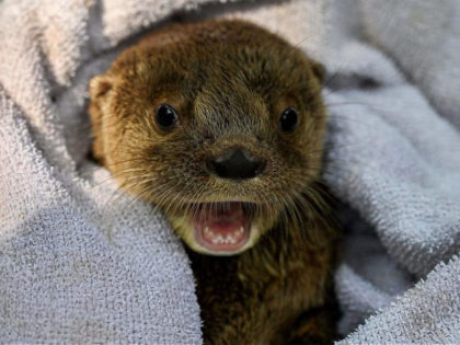 A river otter (lontra longicaudis) of 6-weeks-old takes at the Animal Welfare Unit of the Zoo in Cali, Colombia, on October 22, 2019. - The baby otter was found abandoned brought to the Cali Zoo for breeding, for its extensive experience in raising these species. According to the International Union …