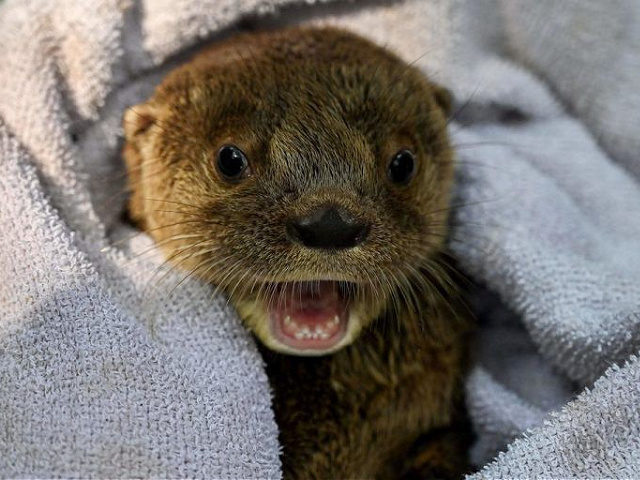 A river otter (lontra longicaudis) of 6-weeks-old takes at the Animal Welfare Unit of the