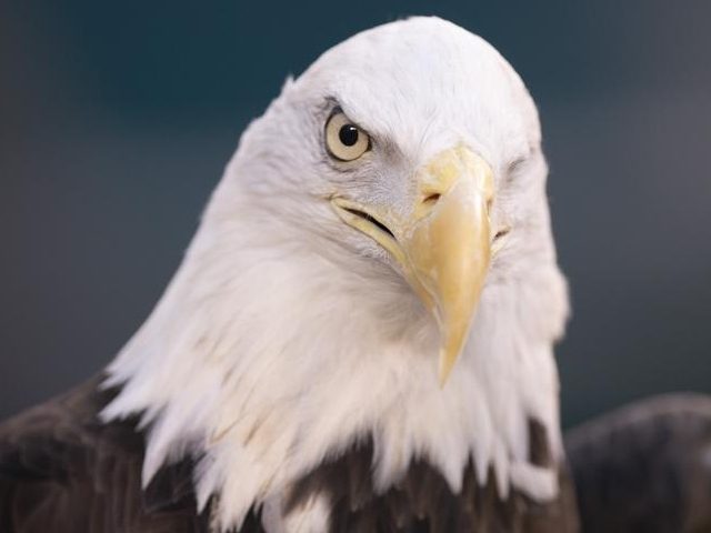 This Jan. 5, 2020, photo shows a bald eagle in Philadelphia. NextEra Energy subsidiary ESI
