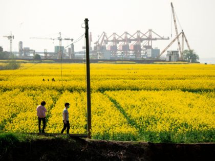 People wearing face masks walk along rapeseed farm where canola oil is taken in Jiujiang, Chinas central Jiangxi province on March 14, 2020. - China reported 11 new infections of the coronavirus on March 14, and for the first time since the start of the epidemic the majority of them …