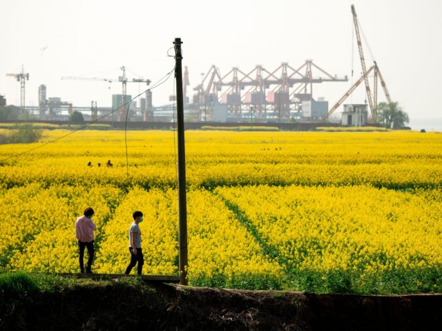 People wearing face masks walk along rapeseed farm where canola oil is taken in Jiujiang,