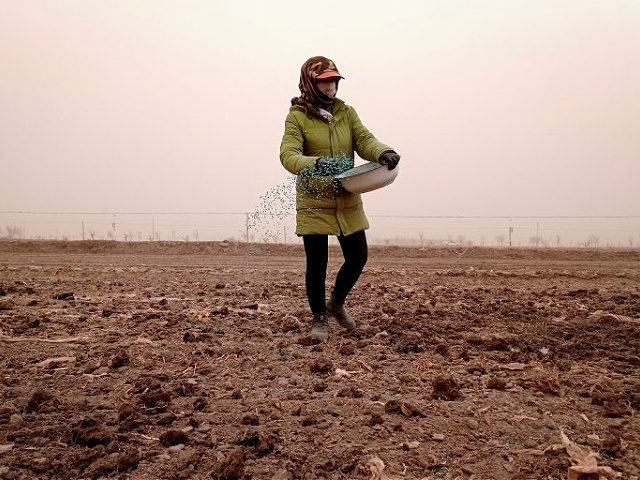 A farmer sprays chemical fertilizer over a field on a polluted day in Zhangye, in northwes