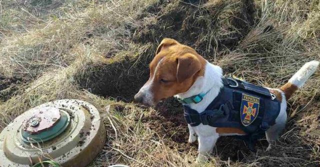 Watch: Four-Legged Hero Helps Clear Mines in Ukraine