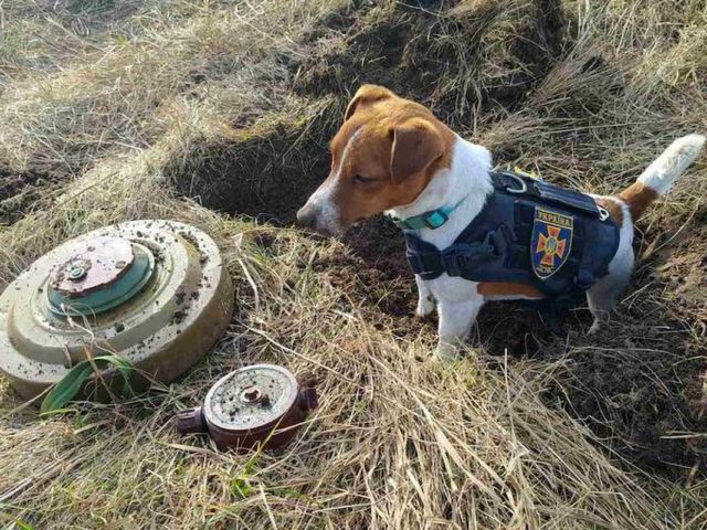 A determined Jack Russell called Patron has been earning his keep by helping Ukrainian for