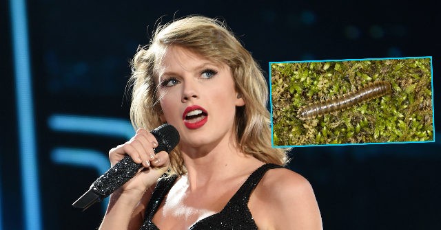 Scientists Name Nannaria Swiftae Millipede After Taylor Swift - Vimarsana News