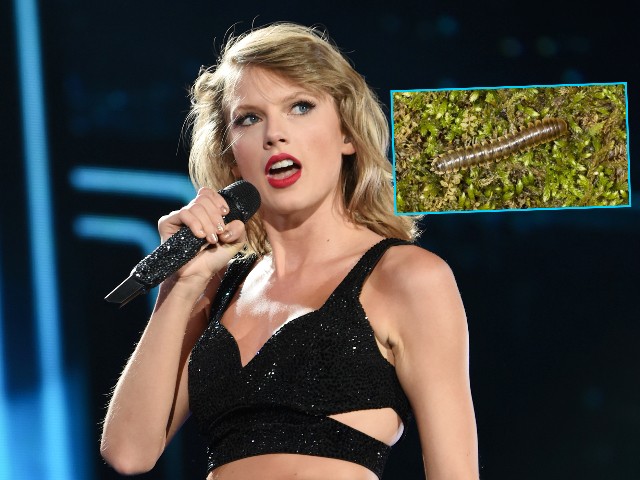 Scientists Name Nannaria Swiftae Millipede After Taylor Swift - Vimarsana News