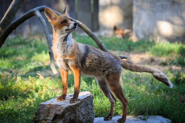 Red foxes like this individual pictured in 2018 are not known for biting humans