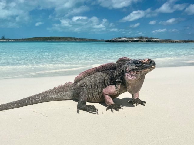 Northern Bahamian rock iguanas are listed as vulnerable to extinction by the International