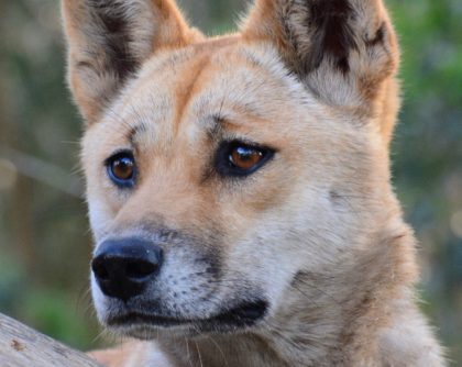 Sandy the desert dingo as a mature female