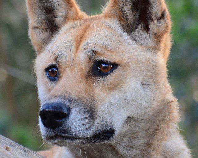Sandy the desert dingo as a mature female