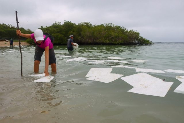 Volunteers spread absorbent cloths on a beach in Puerto Ayora, Ecuador, to absorb oil spil