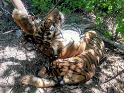 Two of the tigers were found at a single location near the village of Sri Mulya, with a th