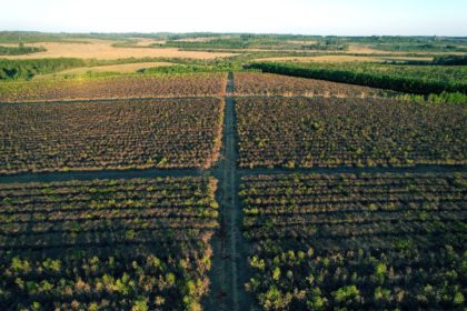Drought-struck yerba mate plantation in northeastern Argentina