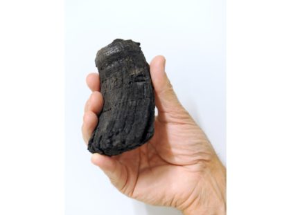 The root of the thickest ichthyosaur tooth found so far with a diameter of 60 millimeters