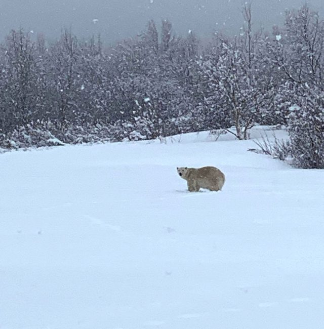 In this image courtesy of Sophie Bonneville, a polar bear roams a field in Madeline-Centre