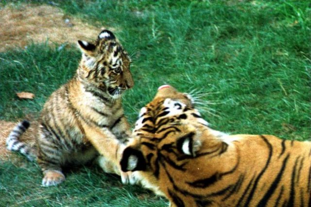 Study: Humans interrupting 66-million-year-old relationship among animals