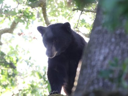 SAN ANSELMO, CALIFORNIA - MAY 13: A California black bear sits in an oak tree behind a home on May 13, 2021, in San Anselmo, California. Authorities are attempting to remove a California black bear that was found in the backyard of a suburban home.