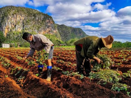 Cuban farmers work in their lands in Vinales, Pinar del Rio province, Cuba, on January 10, 2021.