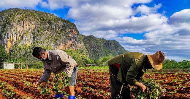 Cuba Tells Farmers to Use Human Urine as Fertilizer