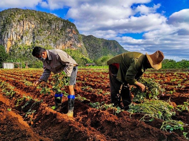 Cuban farmers work in their lands in Vinales, Pinar del Rio province, Cuba, on January 10,