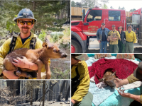 PHOTOS — Crews Rescue Elk Calf Spotted in Ashes of Wildfire: ‘True Superheroes’