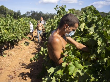 LA LONDE LES MAURES, FRANCE - AUGUST 25: Grape pickers pick the grapes in the vineyards of