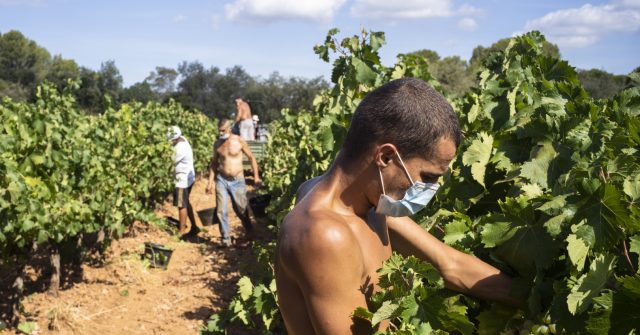 Global Food Crisis: EU Slammed Over Lack of Food Self-Sustainability