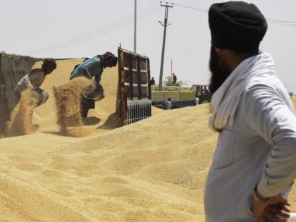 Labourers unload wheat grain from a trailer at a wholesale grain market on the outskirts o