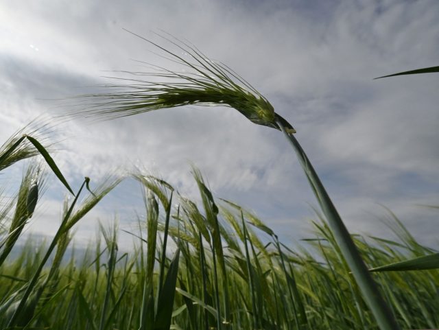 A photograph shows a barley field at a farm in southern Ukraines Odessa region on May 22,
