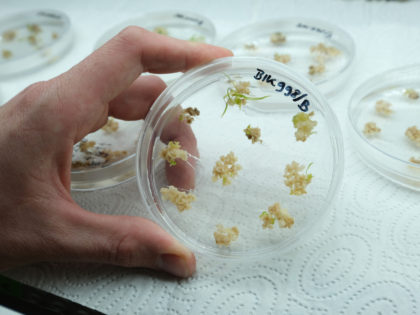 GATERSLEBEN, GERMANY - APRIL 22: A scientist holds a petri dish containing sprouting barley embryos that have received spliced genetic material derived through the CRISPR-Cas9 editing process at the Leibnitz Institute of Plant Genetics and Crop Plant Research (IPK) on April 22, 2021 in Gatersleben, Germany. The IPK conserves approximately …