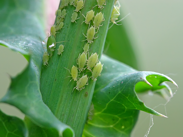 Chinese Regime Conspiracy Theory: U.S. Creating Insect 'Bio-Weapons' to Cause Famines - Vimarsana News