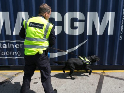 SOUTHAMPTON, UNITED KINGDOM - AUGUST 13: A Border Force detector dog checks shipping containers at Southampton docks on August 13, 2014 in Southampton, England. Border Force is the law enforcement command within the Home Office responsible for the security of the UK border by enforcing immigration and customs controls on …